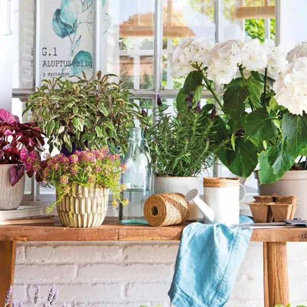 Las 7 plantas bonitas y llenas de color que puedes empezar a cuidar en enero sin mucho esfuerzo