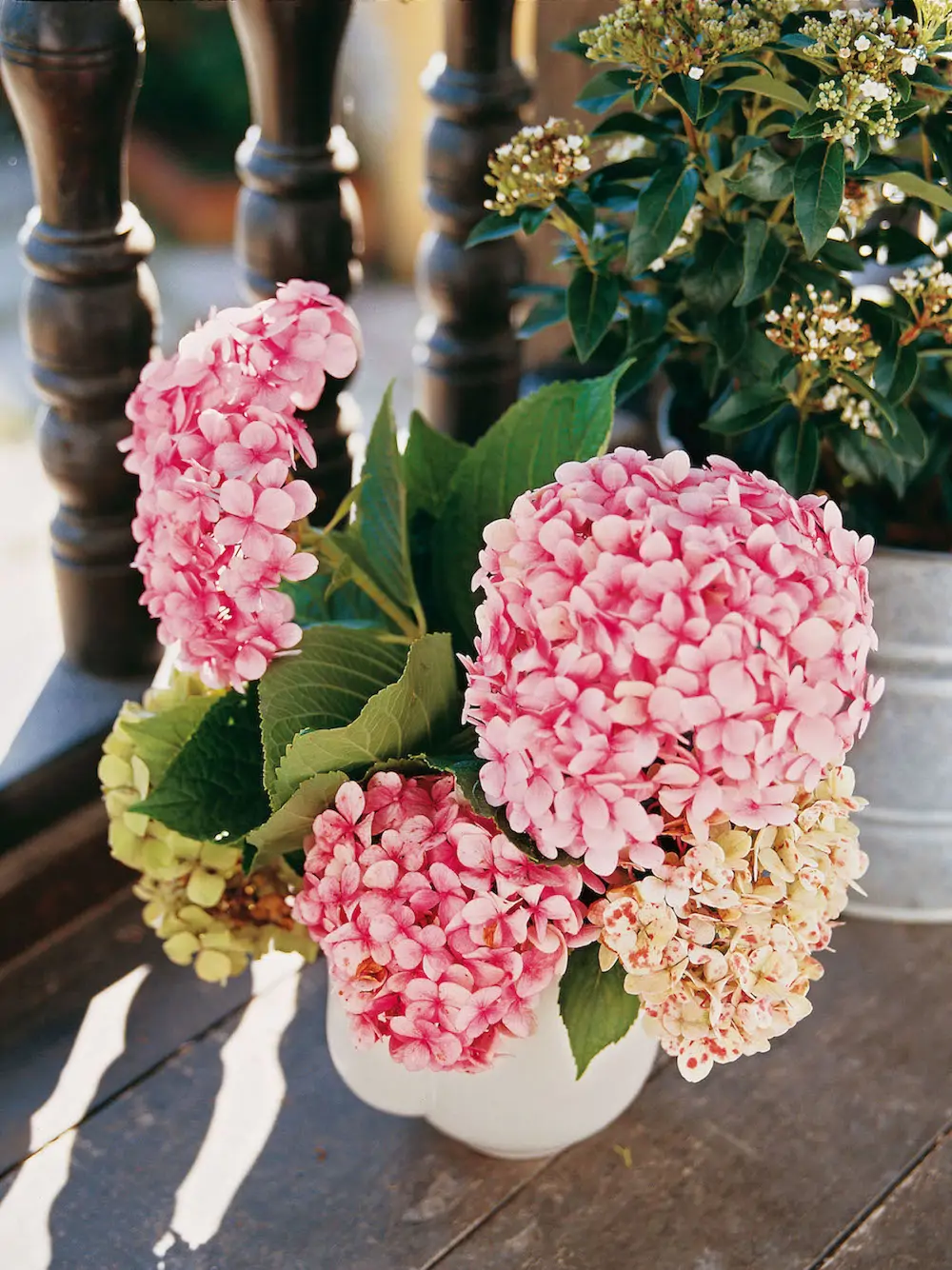 Hortensia Rosa Natural De Crecimiento Rápido – Planta De Exterior De 45 Cm, Resistente Y Fácil De Cuidar