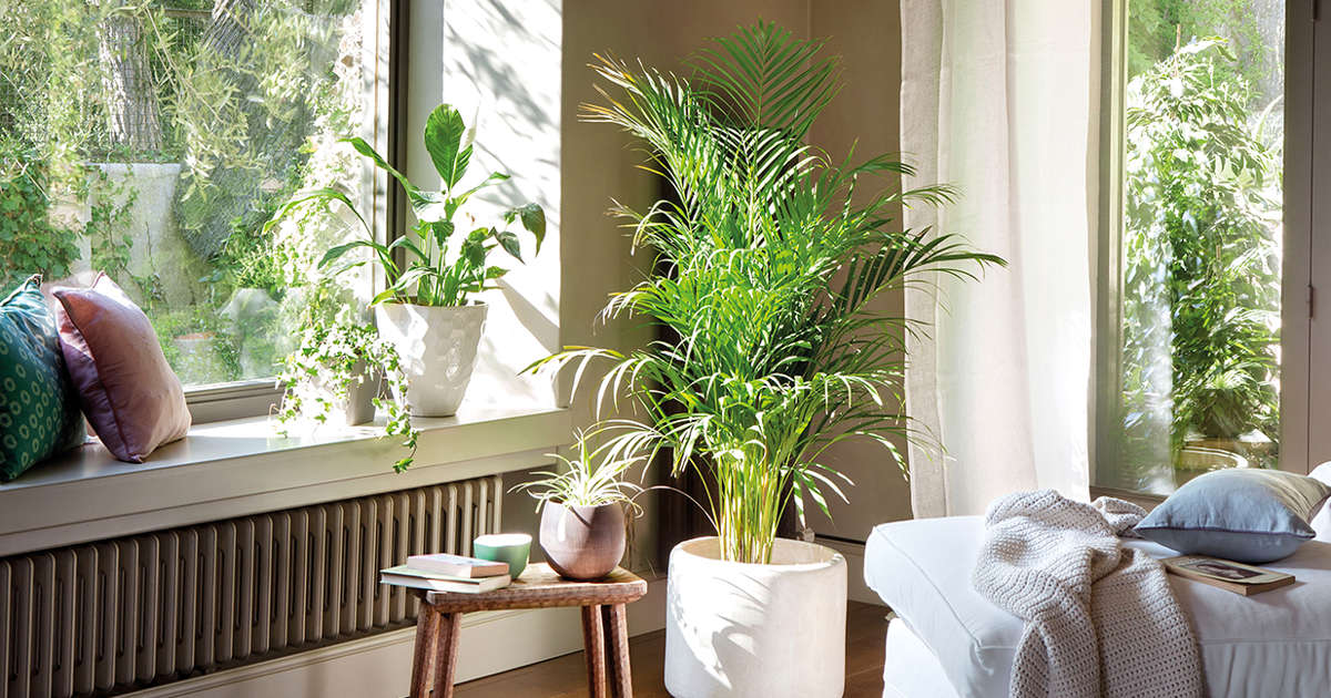 fiddle leaf fig near me Ficus lyrata variegated fiddle leaf fig tree *Grower's Choice*  Rare Plant  Fairy