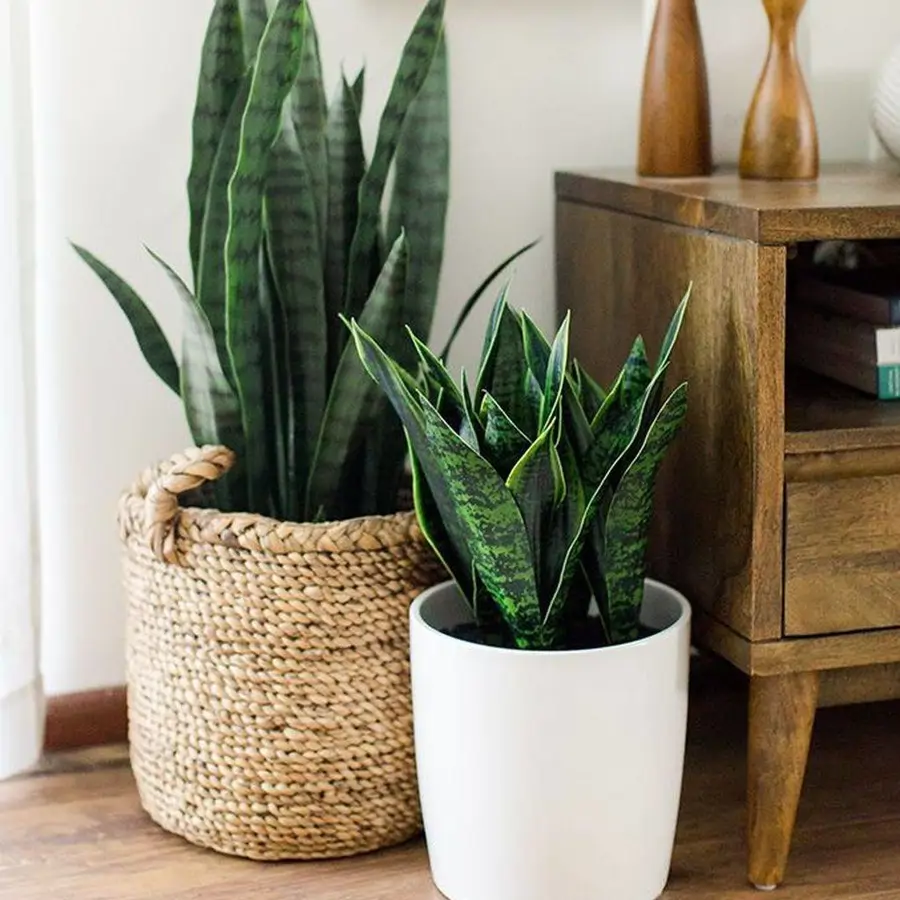 Sansevieria o lengua de suegra: cuidados, tipos y propiedades