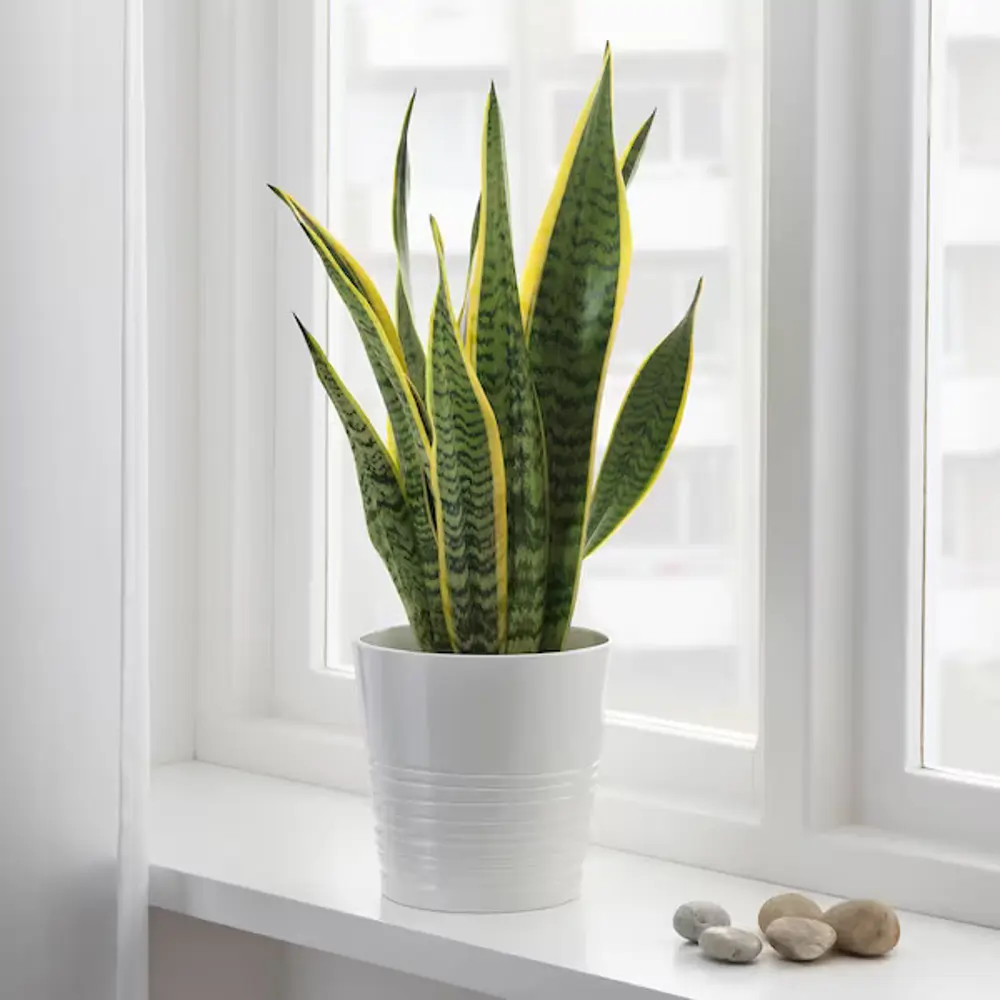 Sansevieria o lengua de suegra: cuidados, tipos y propiedades