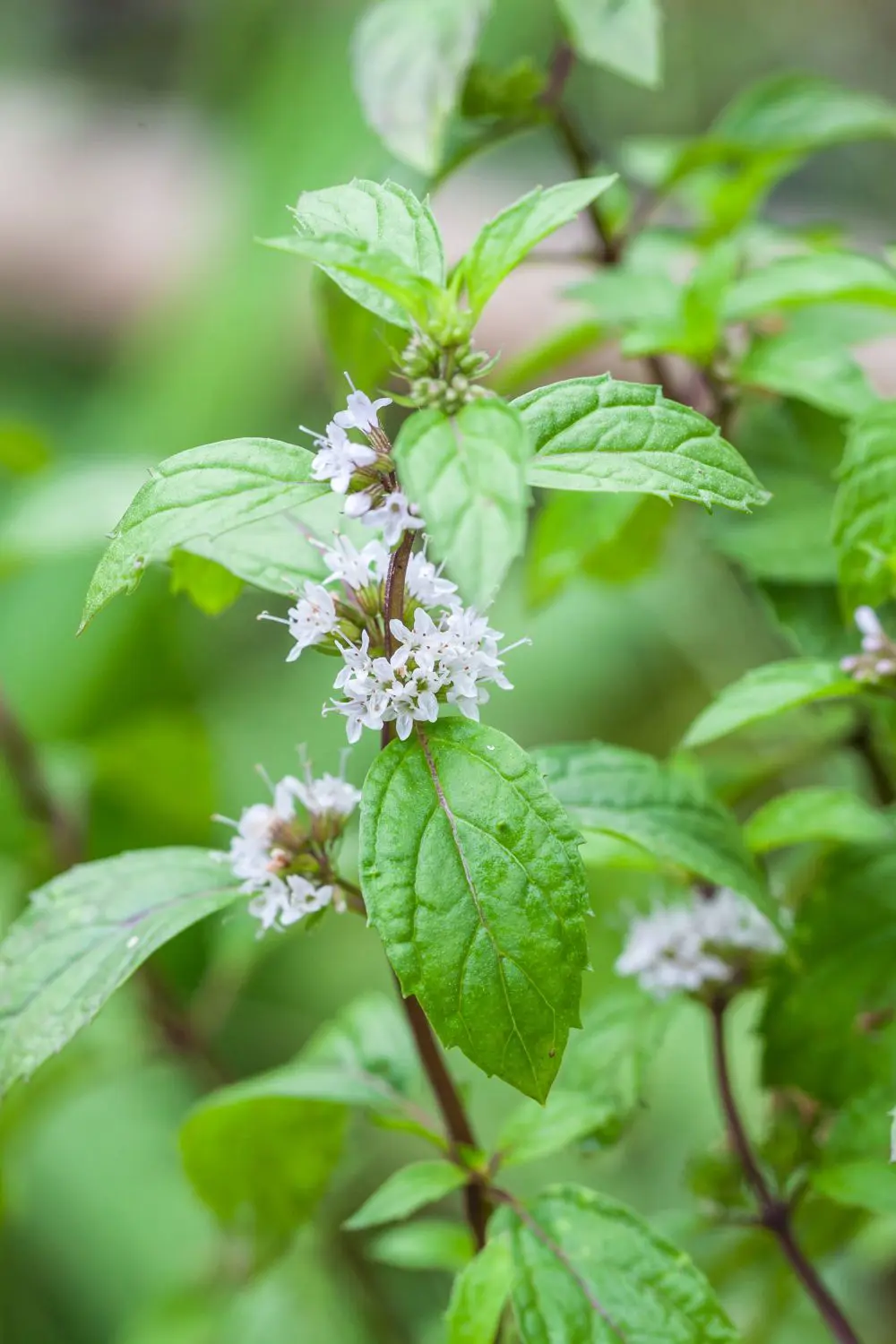 Menta Risius Motivos por los que no deberías cultivar menta en tu jardín, y mejores ...