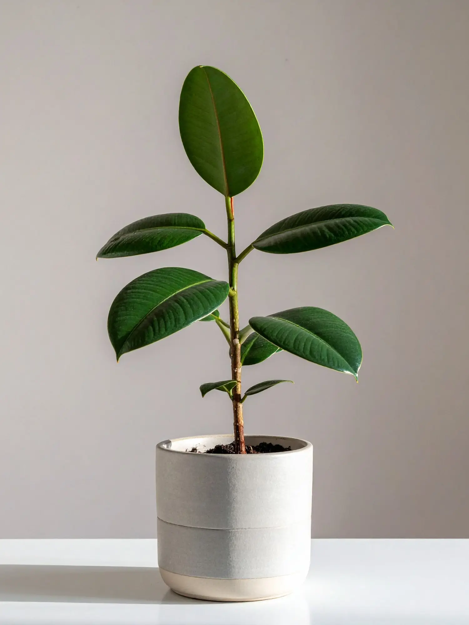 Ficus elastica