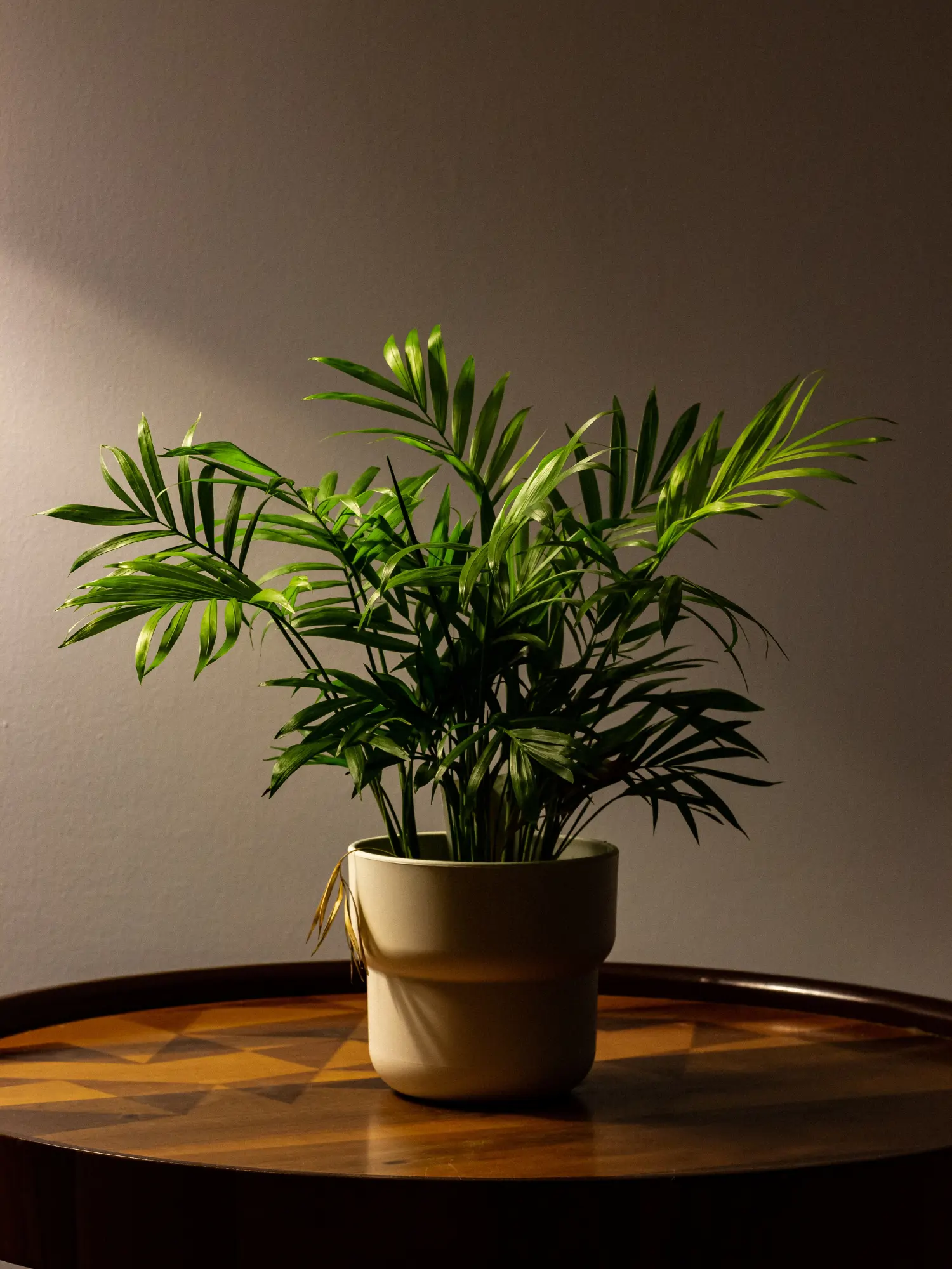 Palmera de salón