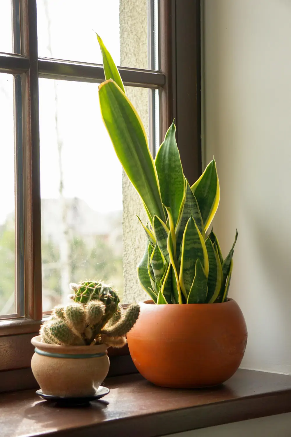 Sansevieria